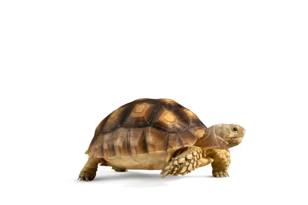 Photo of Turtle isolated on white background with clipping path