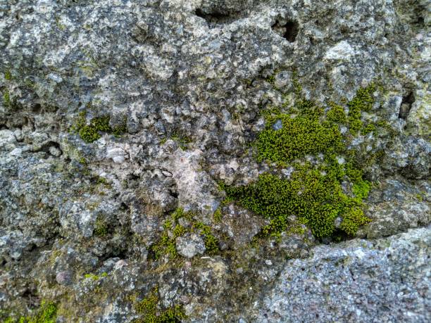 istock up close the moss stuck to the rock 1306852498