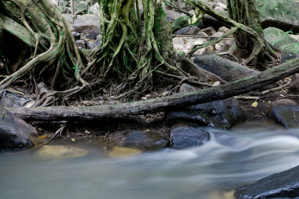 istock Forest waterfall or Forest stream. Water that falls from the stone slope. 1306853288
