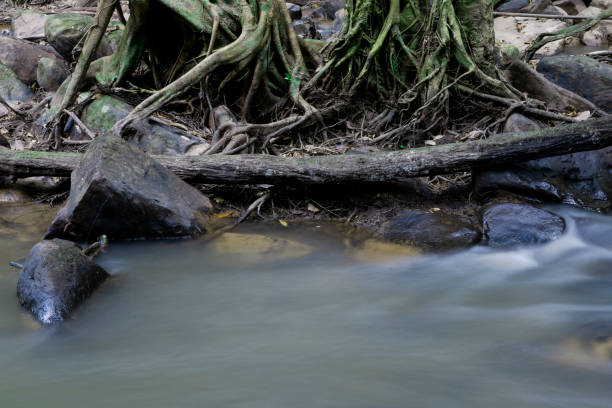 istock Forest waterfall or Forest stream. Water that falls from the stone slope. 1306853291