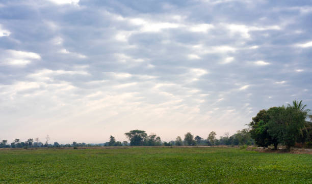 istock landscape green field and sky 1306853516