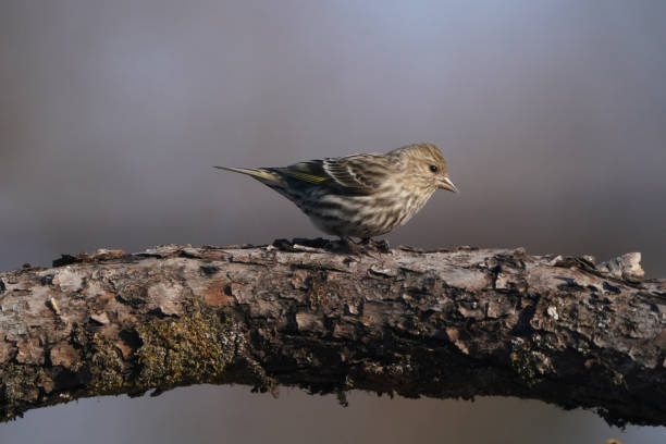 istock Pine Siskin on branch looking for food in early spring day 1306854404