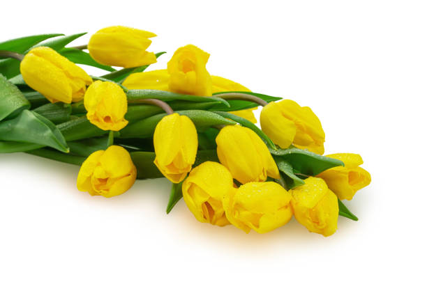 flores de primavera, tulipanes con gotas de agua en los pétalos - cut out tulip close up drop fotografías e imágenes de stock