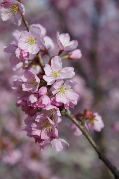 istock close-up of pink cherry blooming tree in spring 1306856089