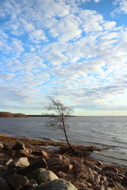 istock lonely tree clings to the shore ground 1306856661