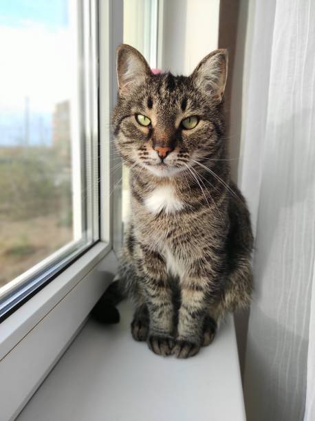 istock Beautiful grey cat sitting on white window 1306857045