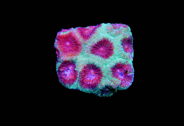 istock Favia pinapple small colony LPS coral 1306857106
