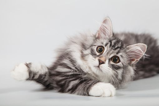 Small Siberian kitten on grey background