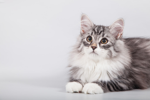 Small Siberian kitten on grey background