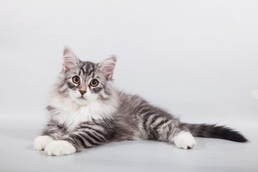 Small Siberian kitten on grey background