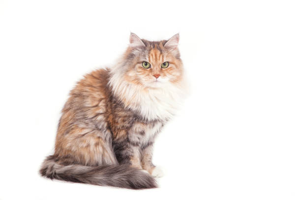 Siberian cat Siberian cat on white background siberian cat photos stock pictures, royalty-free photos & images