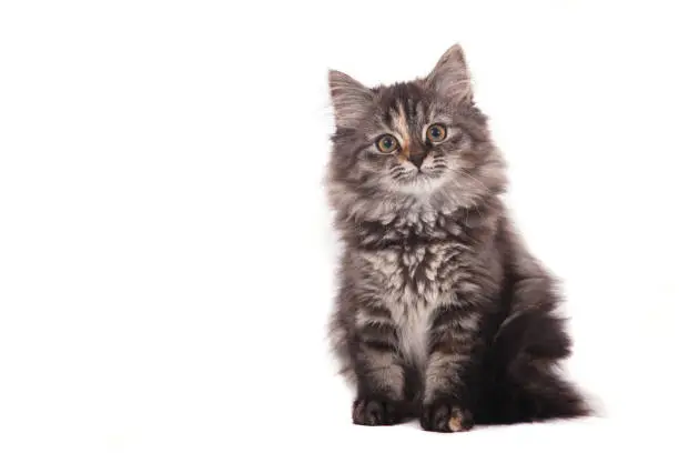 Small Siberian kitten on white background