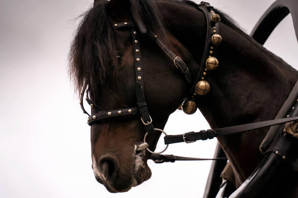 Chestnut horse head closeup on grey sky background. Animal background.