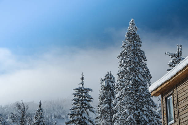 istock Snow trees are covered with frost under blue sky 1306859522