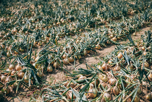 Onion fields in Pingtung, Taiwan