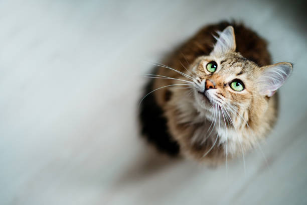 istock Hungry cat waiting for food 1306859583