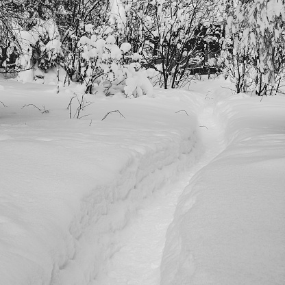 Narrow snow path in winter pine forest