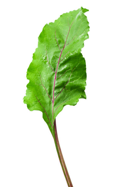 Fresh, young beet leaf isolated on white background. Healthy food concept.