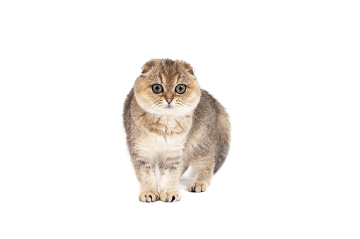 Cat Scottish Fold gold on white background