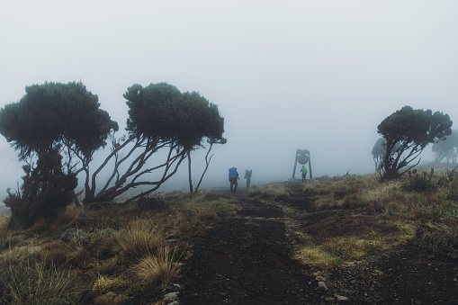 Group of traveler resting after the hiking trip on Mount Kilimanjaro, Tanzania enjoying the view of the beautiful trees in the clouds