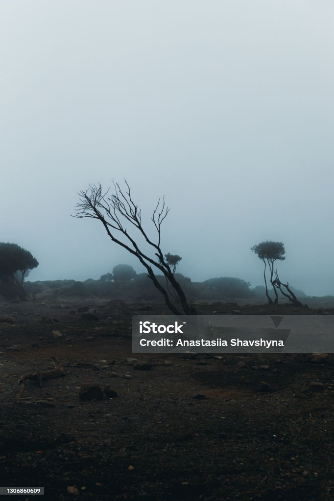 Scenic view of the misty magic trees in the fog on Kilimanjaro National Park Dramatic view of the foggy surreal landscape with beautiful trees on Mount Kilimanjaro, Tanzania Africa Stock Photo