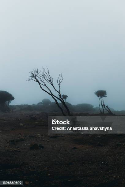 Scenic View Of The Misty Magic Trees In The Fog On Kilimanjaro National Park Stock Photo - Download Image Now