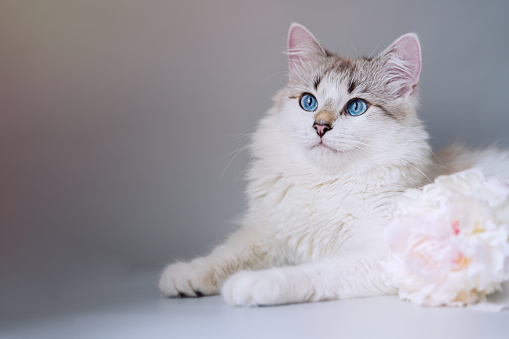 White cat with blue eyes near a bouquet of fresh peonies