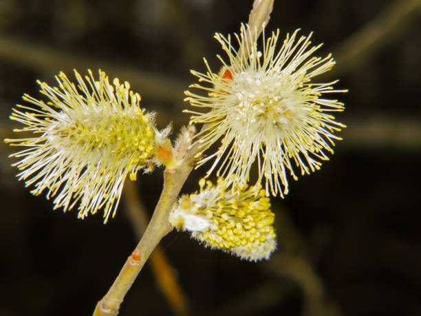 istock Blooming willow is a harbinger of spring 1306861278