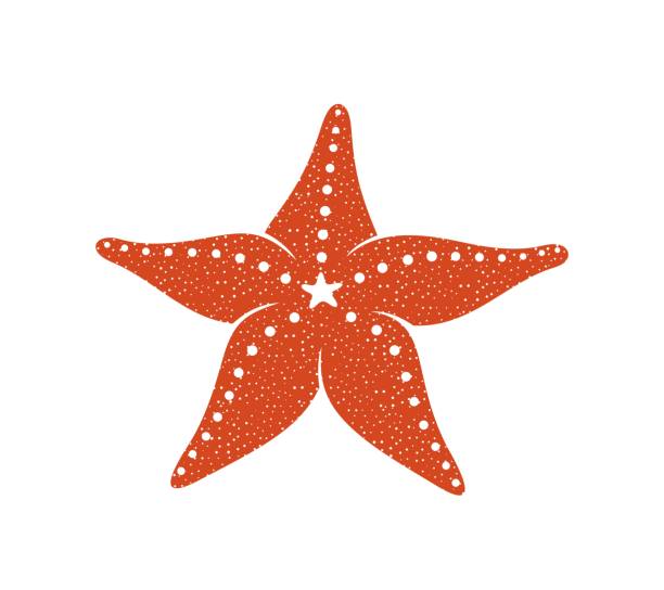 illustrazioni stock, clip art, cartoni animati e icone di tendenza di logo starfish. stella marina isolata su sfondo bianco - sea star