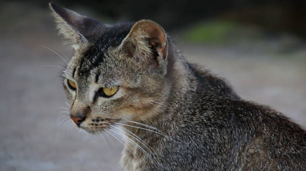 istock Stray cats eating on the street 1306862142