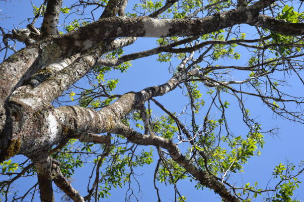 grande albero santalum album nell'est nusa tenggara - tenggara foto e immagini stock