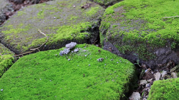 istock paving floor that has mouth because it is wet and damp 1306862261
