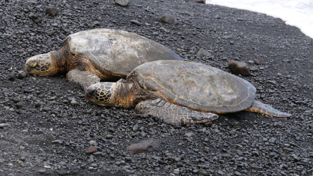 istock turtles in big island, hawaii 1306863126