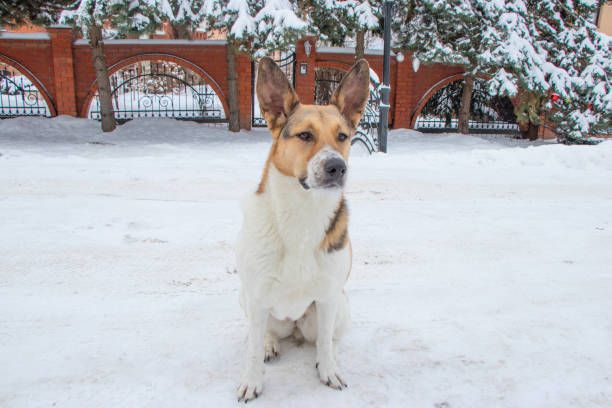 istock Beautiful dog at winter day 1306863257