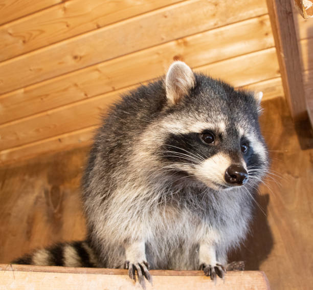 31,270 Raccoon Family Stock Photos, Pictures & Royalty-Free Images - iStock | Raccoons, Turtle, Skunks 31,270 Raccoon Family Stock Photos, Pictures & Royalty-Free Images - iStock | Raccoons, Turtle, Skunks