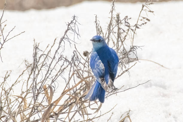 istock Mountain Blue bird perching with rearview and head turned to side 1306864628