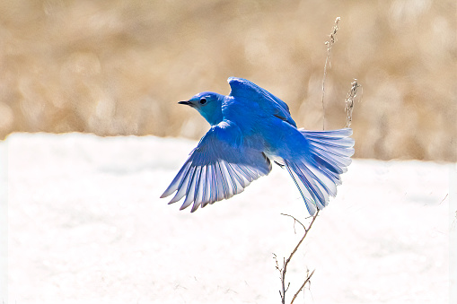 Mountain Blue bird with wings spread forward in flight with snow and out of focus hedges in western USA.