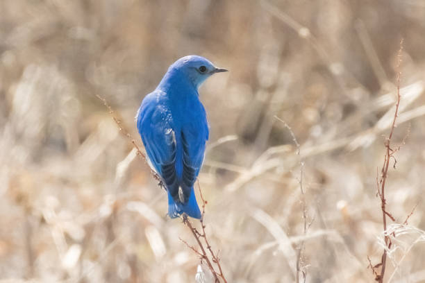 istock Mountain Blue bird perching with rearview and head turned to side 1306864643