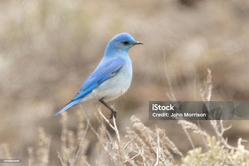 Mountain Blue bird perching with sideview Mountain Blue bird sideview perching in western USA. Mountain Bluebird Stock Photo