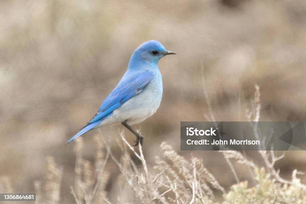 Mountain Blue Bird Perching With Sideview Stock Photo - Download Image Now - Mountain Bluebird, Bluebird - Bird, Flying