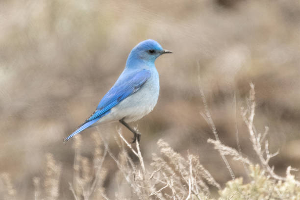 горно-голубая птица, сидя с видом на сторону - mountain bluebird bird bluebird blue стоковые фото и изображения
