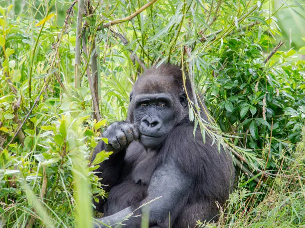 A gorilla sits in the bushes facing front at public zoo.