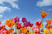 Bunte Tulpen gegen einen blauen Himmel mit weißen Wolken