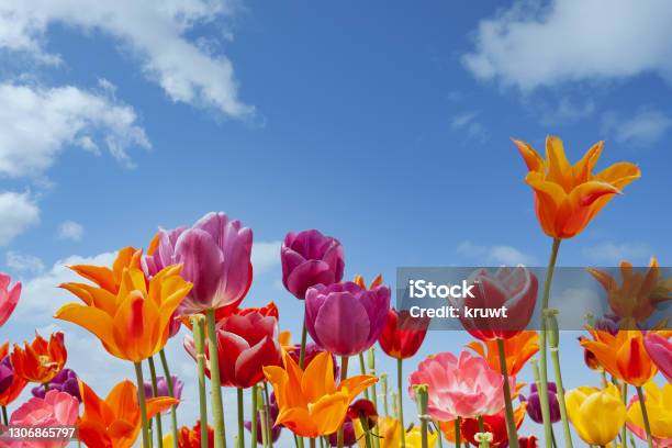 Bunte Tulpen Gegen Einen Blauen Himmel Mit Weißen Wolken Stockfoto und mehr Bilder von Frühling
