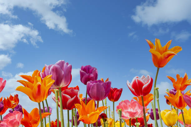 tulip berwarna-warni terhadap langit biru dengan awan putih - musim semi potret stok, foto, & gambar bebas royalti