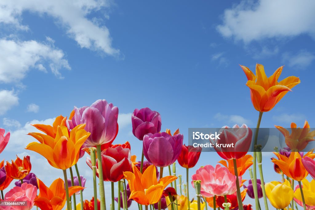 Colorful tulips against a blue sky with white clouds Colorful Dutch tulips against a blue sky with white clouds Springtime Stock Photo