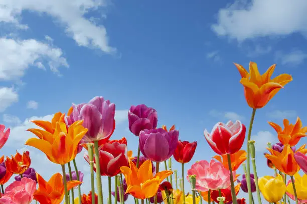 Colorful Dutch tulips against a blue sky with white clouds