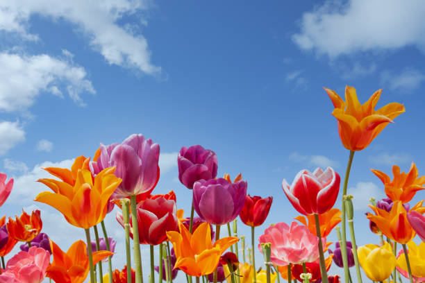 kolorowe tulipany na tle błękitnego nieba z białymi chmurami - flower zdjęcia i obrazy z banku zdjęć