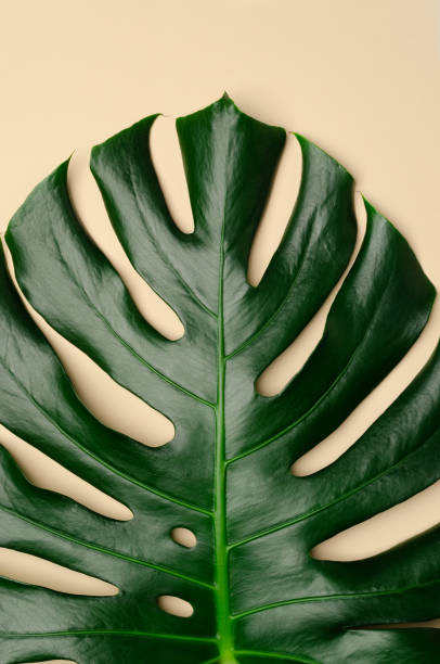 istock Monstera leaf on a beige background. Closeup. 1306866167