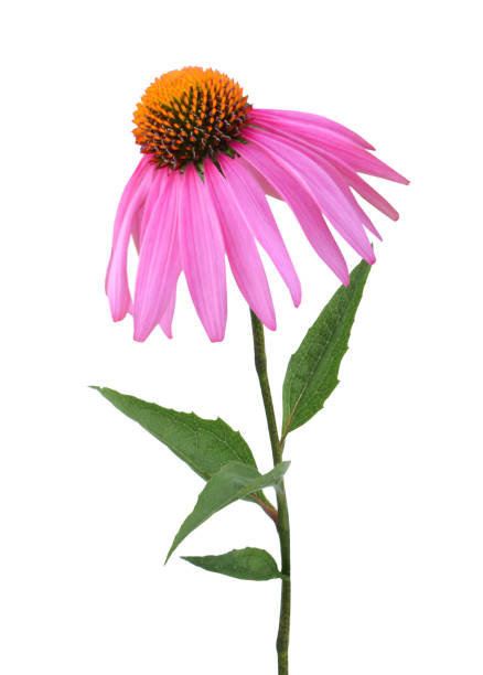 istock Echinacea purpurea blooming. coneflowers flower 1306866826